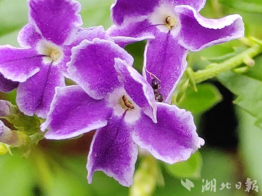 百富白菜网